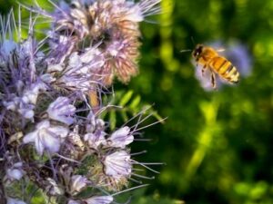 Besucher im Garten