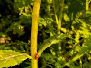 Besucher im Garten